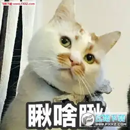 网红猫楼楼表情包下载网红猫楼楼表情无水印版下载飞翔下载
