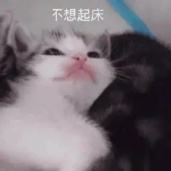 舔狗图片表情包猫咪