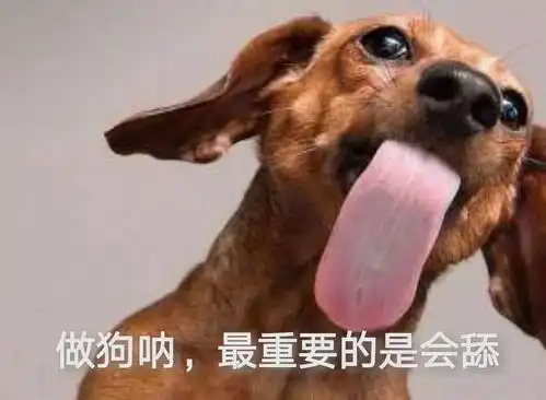  狗狗舔人,背后的6个意思,你真的懂吗