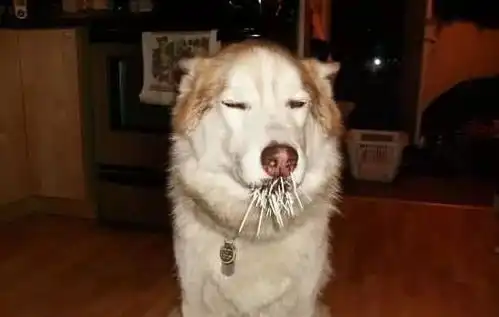  跟豪猪干架输了,嘴上插满了刺却一脸傲娇,二哈我这叫草船借箭