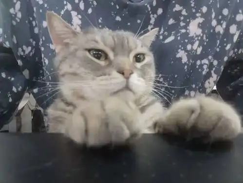  猫五阿哥都有的微信新表情,凭什么我不能拥有