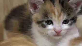  猫仔死飞