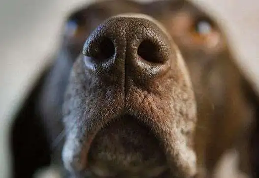  猎犬嗅到土堆有味道,挖出个价格不菲的东西,让主人笑得合不拢嘴