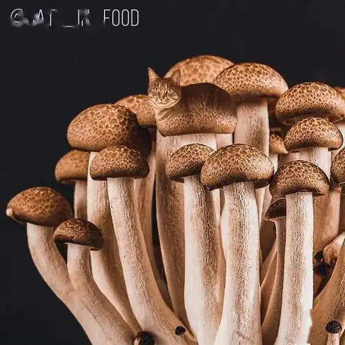  能同时满足吃货和吸猫的就他了