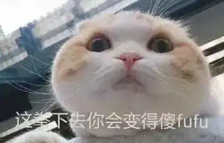 猫咪开心表情包表情