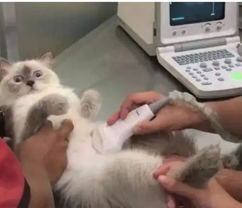  布偶猫被带去医院体检,知道怀孕后,猫咪的表情太到位了
