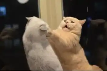  猫咪的小世界,知多少