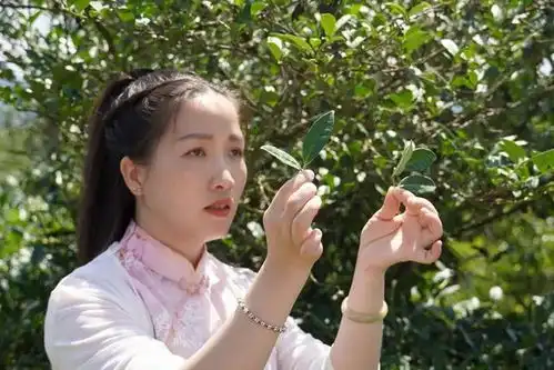  周末茶园上课去厦大学子直呼下次还来