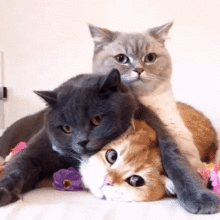 舔狗图片表情包熊猫