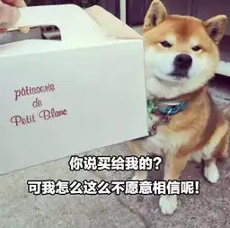  这只叫ryuji的柴犬不简单每次它一笑,总感觉有事情要发生...