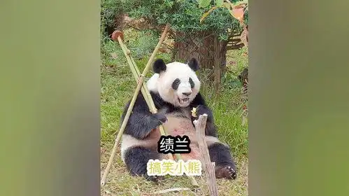  绩兰,一只搞笑又有趣的大熊猫,不仅会给自己打腮红