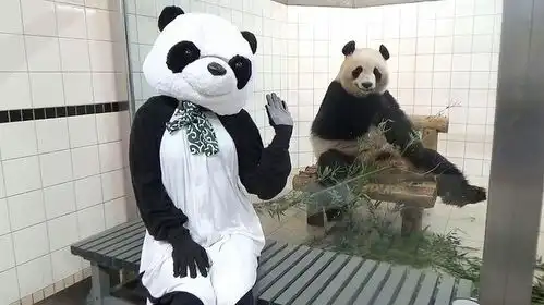 游客装扮成大熊猫去动物园,真熊猫看到后,反应太搞笑了