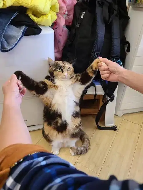 猫咪开心表情包靓仔