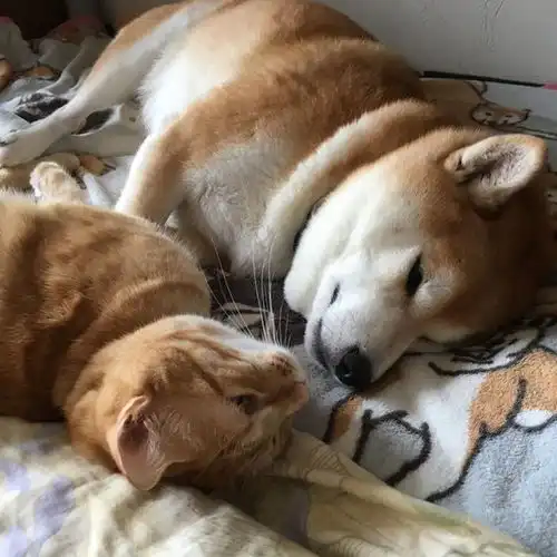  网友家一猫一狗每天各种腻歪,当众秀恩爱