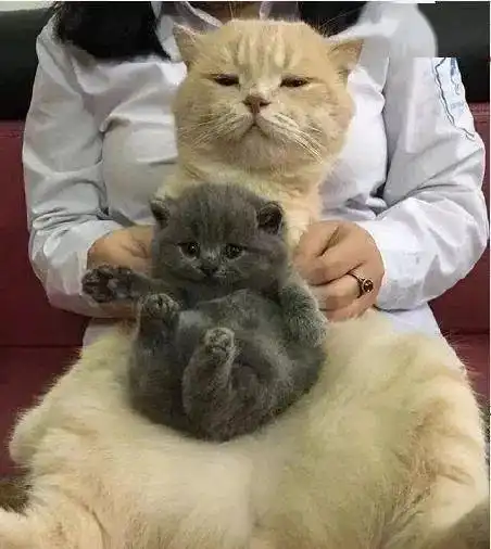  自从有了宝宝猫爸爸再也开心不起来,原因宠主发出拖拉机般的笑声