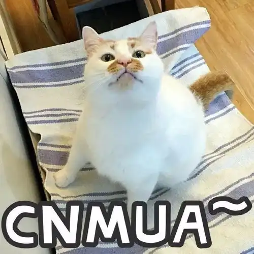  泪网红猫楼楼去世,我的表情包回到了汪星球...