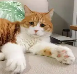  网友说自家猫似乎永远都不开心,我一看这不时表情包吗