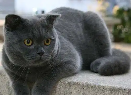  网红猫你见过几个种类呢欧布漂亮,而它却长得瘆人