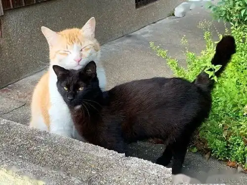  铲屎官在给橘猫拍照,黑猫看到后,很不高兴