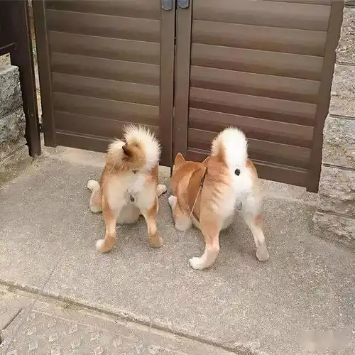  狗狗对着铲屎官伸懒腰,背后有这些意思,你看明白了吗