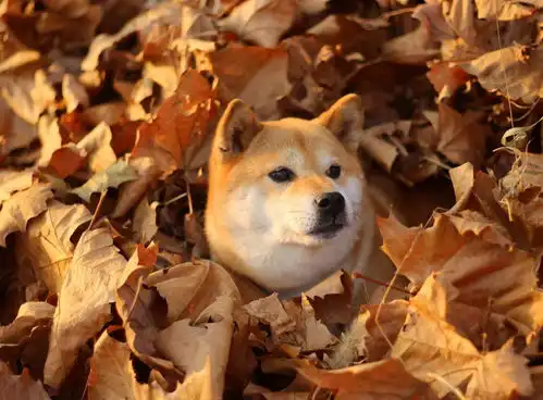  柴犬品相好坏与什么有关系