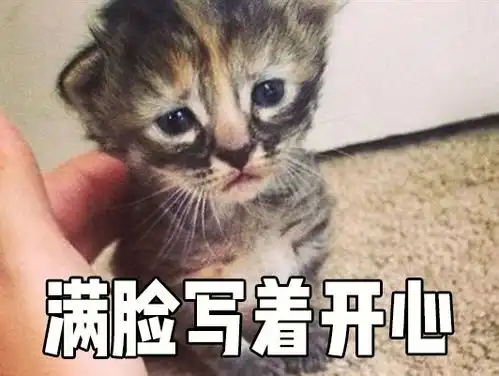 猫咪开心表情包难受