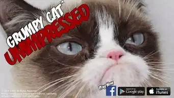  7岁网红猫去世一脸不高兴曾为不少呼市人带来欢乐