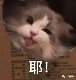  大调研