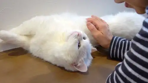  趣味乐生活可爱小猫咪伸懒腰