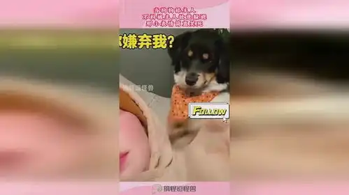 舔狗图片表情包主人