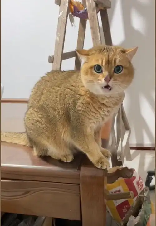  网红猫四月和主人看新房被隔离,猫咪表情亮了,网友猫成储备粮