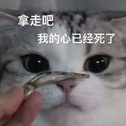  偷偷努力,卷死对手第242期喵表情