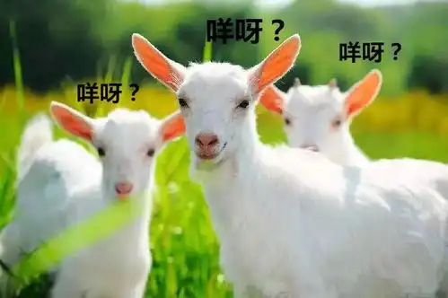  没有一只羊能活着离开陕西,尤其是冬天