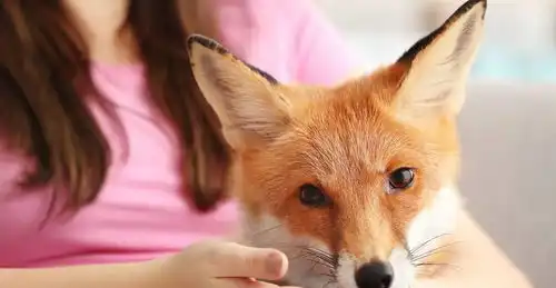  智商高,狡猾如狐狸的星座女,办事滴水不漏,心机重最容易被低估