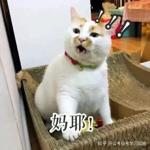 网红猫表情包柴犬