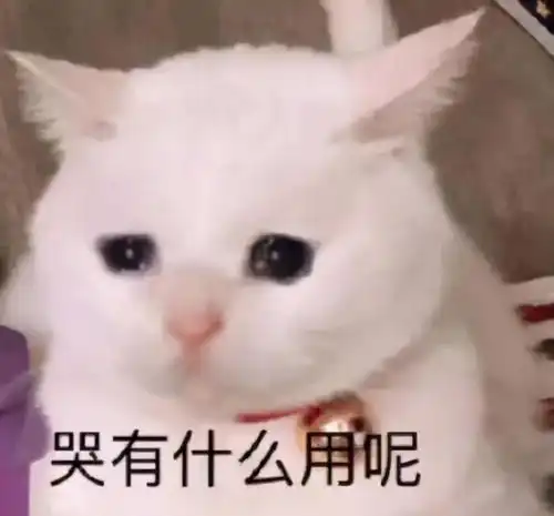  小猫咪能有什么坏心眼儿不过是装哭骗感情罢了