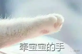宝贝贴贴表情包猫爪