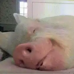  本来想点开视频直接笑嫌疑人的,结果看到蜀黍瞬间羞红了脸
