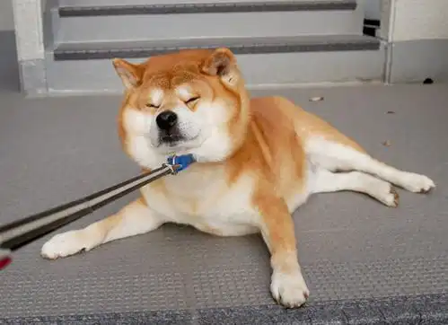  柴犬幼崽一天喂几次每一餐最好间隔多久