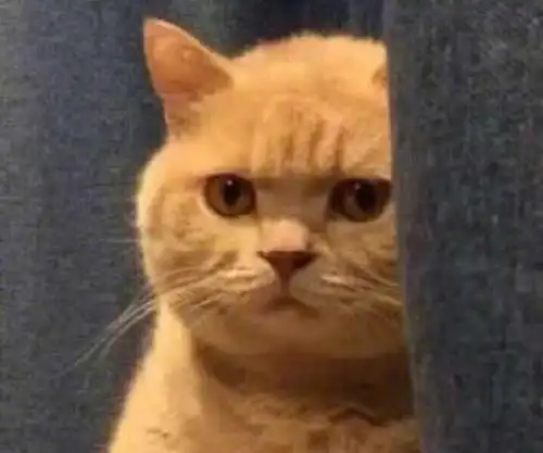  它的表情包存了好多,却不知它日常生活也是只有点小可爱的萌猫