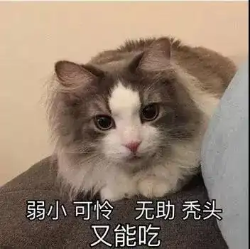  幽默搞笑表情包我只有你这一个宝贝了