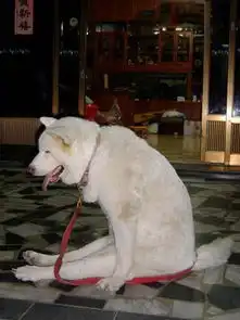 草地养动物表情包搞笑