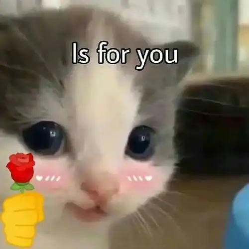 猫咪开心表情包表情包