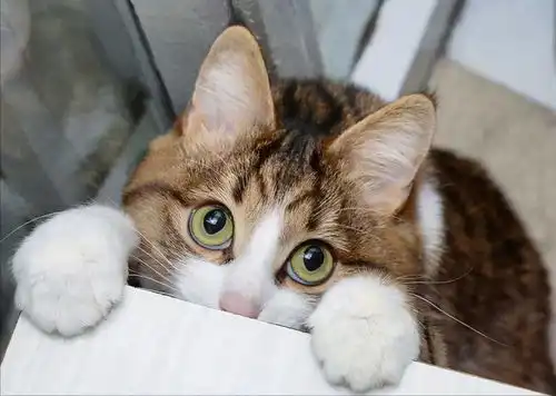  猫为什么会突然疯跑