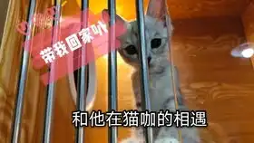  戏精主人扮演霸总,壁咚强吻小奶猫,为何猫咪这副表情终究是错付惹