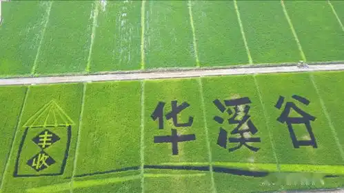  义乌这位稻田守望者,将农田打造成了乐园