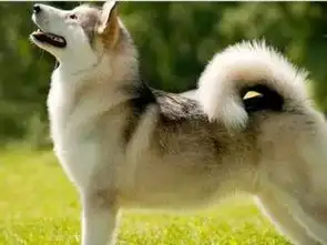 宠小皮阿拉斯加幼犬为什么会有泪痕怎么消除泪痕呢