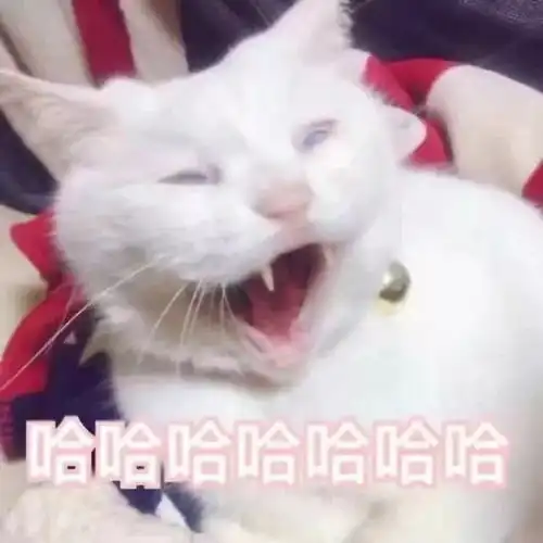  猫咪表情包,猫奴必备