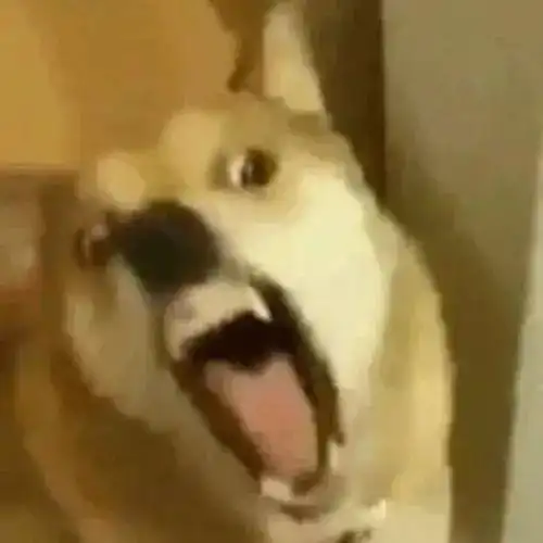 发怒表情包素材狗咬人