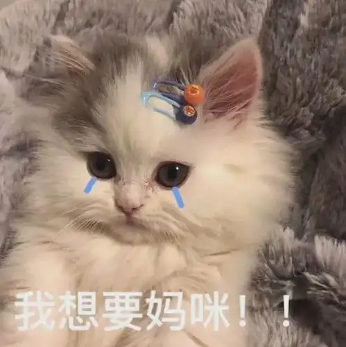 小白猫小灰猫表情包
